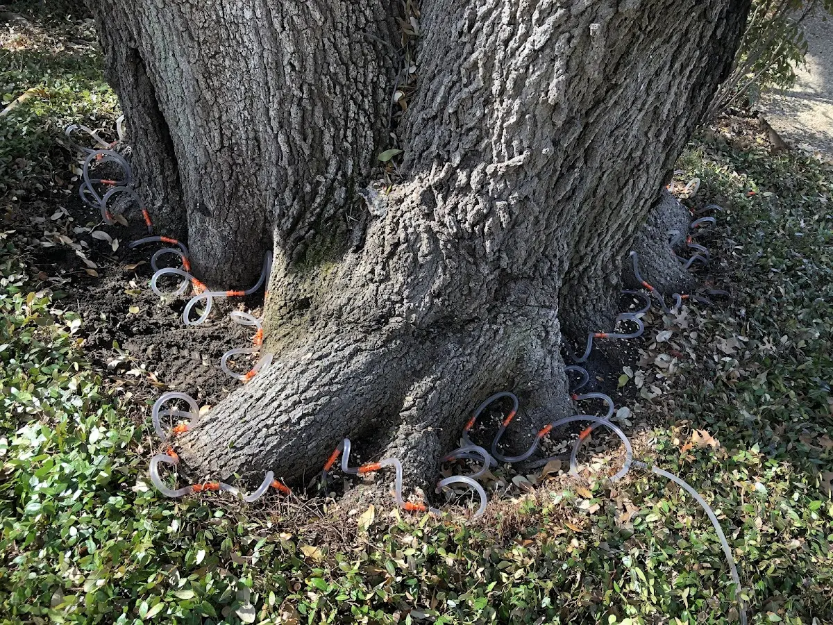 Detailed Tree Cabling and Bracing job site in Wildorado